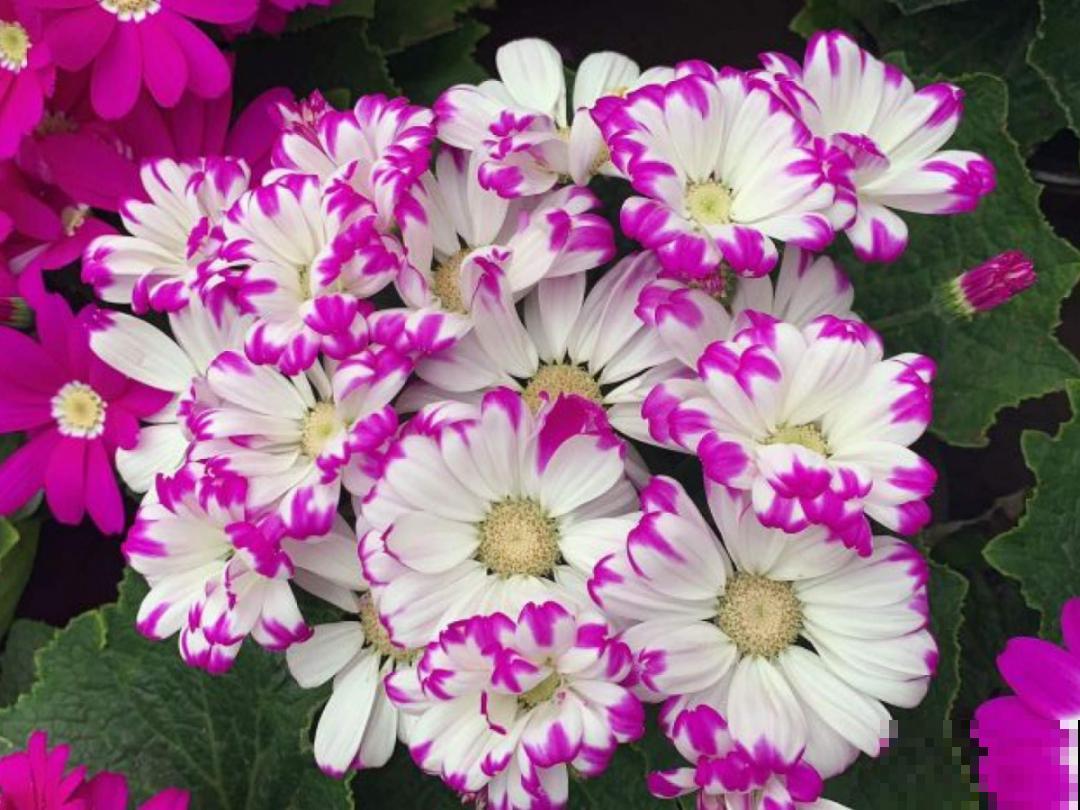 5月出门,收下这份百花图谱,啥花都能叫上名! 5月出门,收下这份百花图谱,啥花都能叫上名!