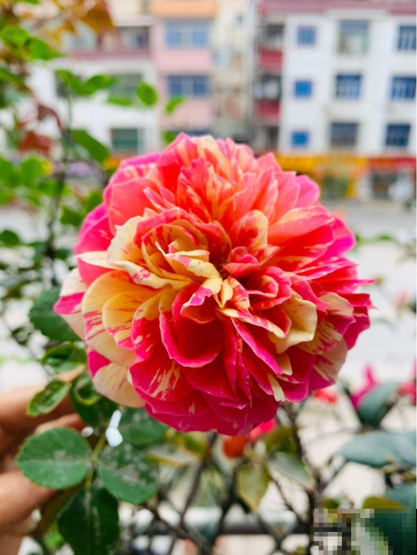 养花不用养太多,这一种花养好了,足够撑起一家门面! 养花不用养太多,这一种花养好了,足够撑起一家门面!