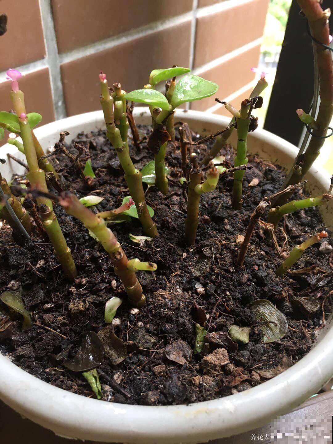 植物烂根不要怕,简单几步,就能妙手回春! 植物烂根不要怕,简单几步,就能妙手回春!