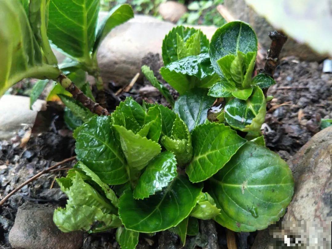 3月份养花,别急着搬出屋外,花容易死翘翘 3月份养花,别急着搬出屋外,花容易死翘翘