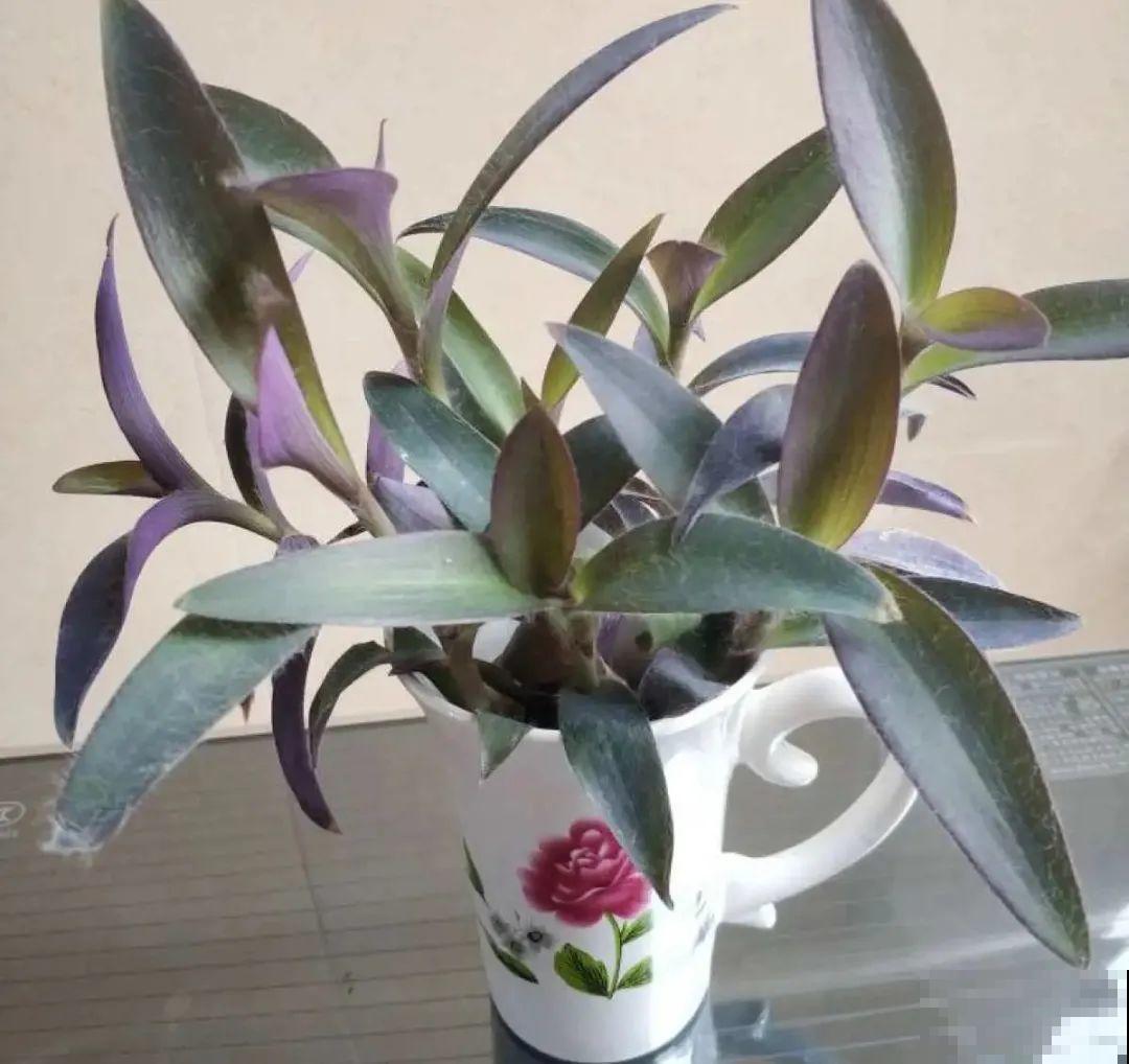 半死不活的花,扔水里,突然长疯了 半死不活的花,扔水里,突然长疯了