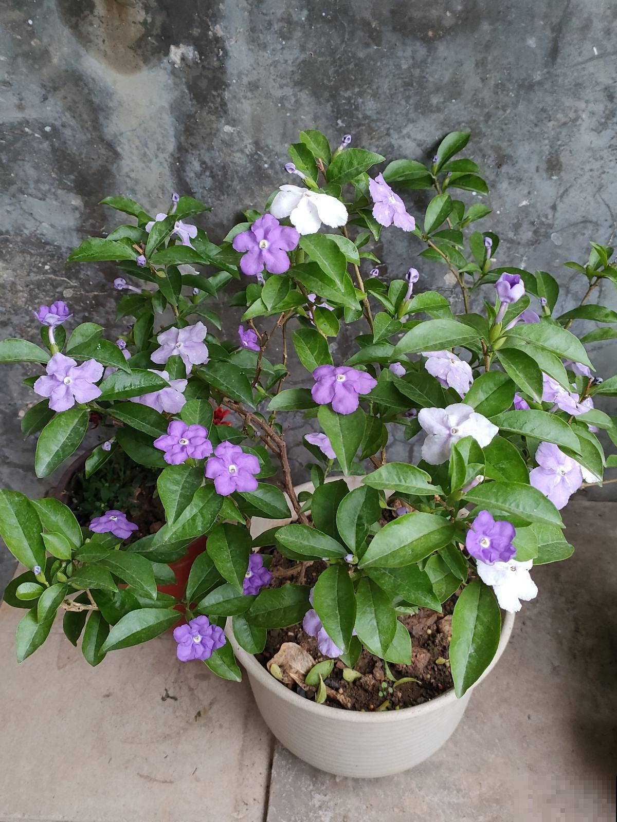 一盆花开出三个颜色，能变色的花特神奇，现在养正是开花季