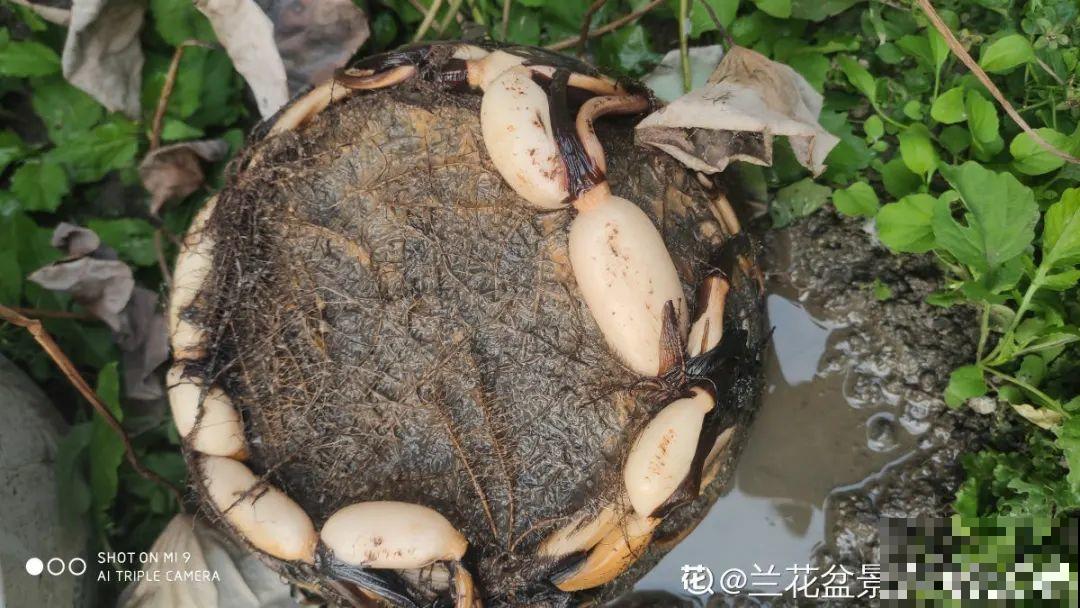 9种花是富贵命,必须大盆养,小盆养会憋死 9种花是富贵命,必须大盆养,小盆养会憋死