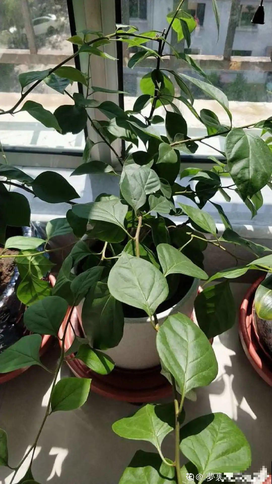 三角梅长不好?赶紧给它摘叶子,摘得越干净,长得越好 三角梅长不好?赶紧给它摘叶子,摘得越干净,长得越好