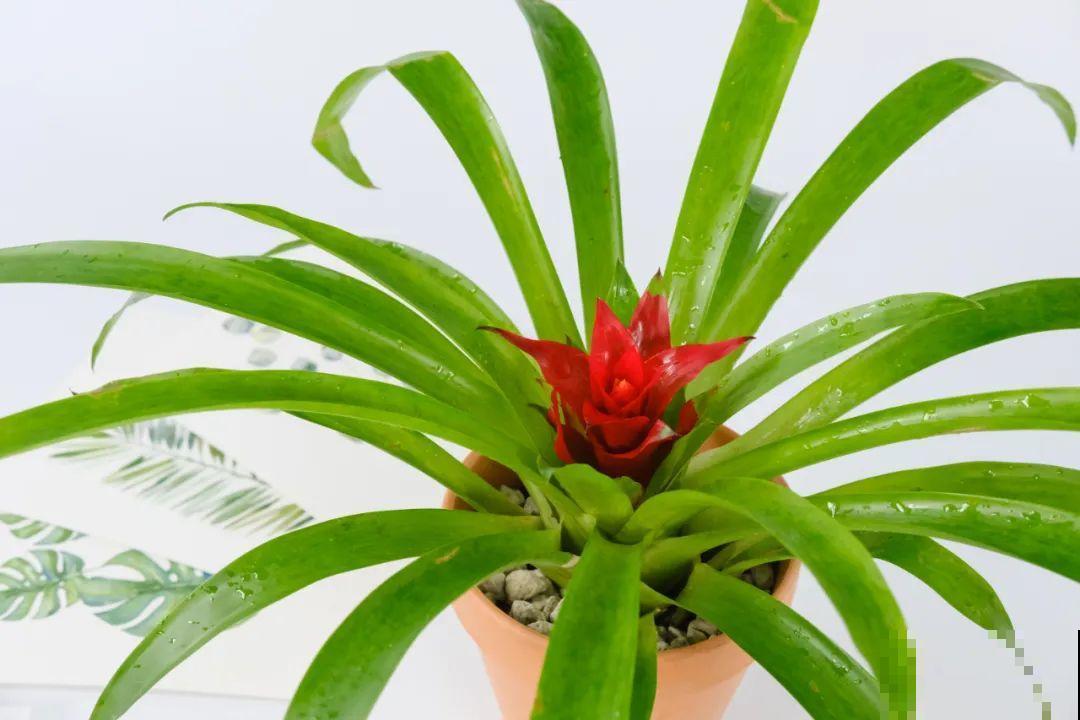 夏天怕晒的花,赶紧搬到阴凉地儿,再晒成枯杆了 夏天怕晒的花,赶紧搬到阴凉地儿,再晒成枯杆了