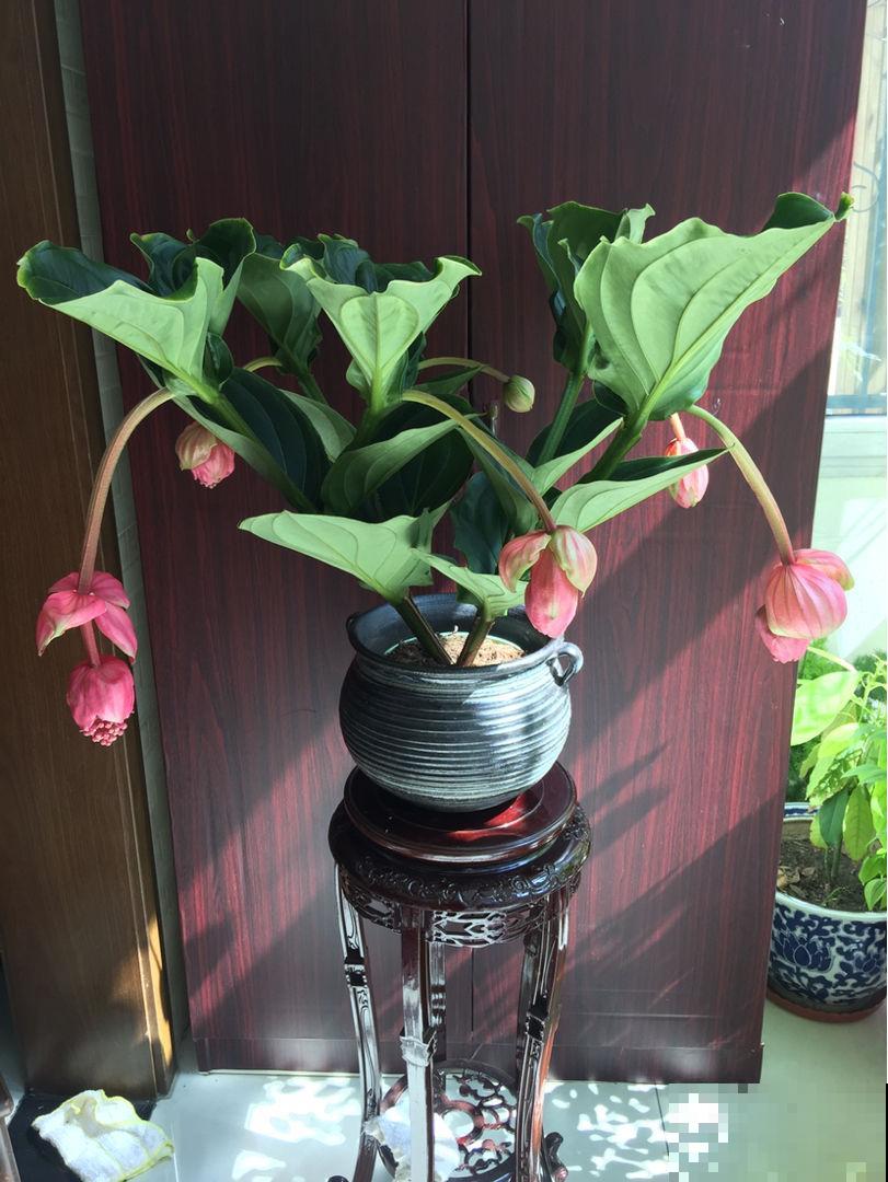 网红花不一定好养，跟风买要慎重，千万别盲目