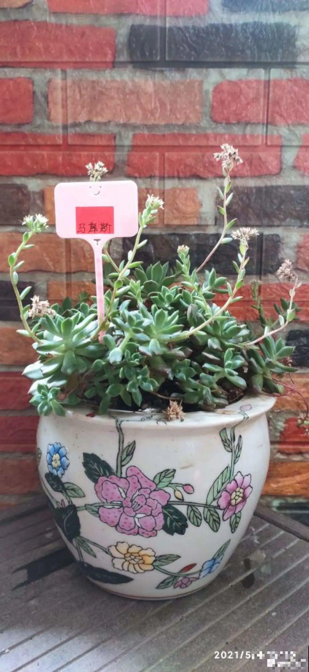 养多肉不用买花盆,只需一些水泥,自己就能DIY做花盆 养多肉不用买花盆,只需一些水泥,自己就能DIY做花盆