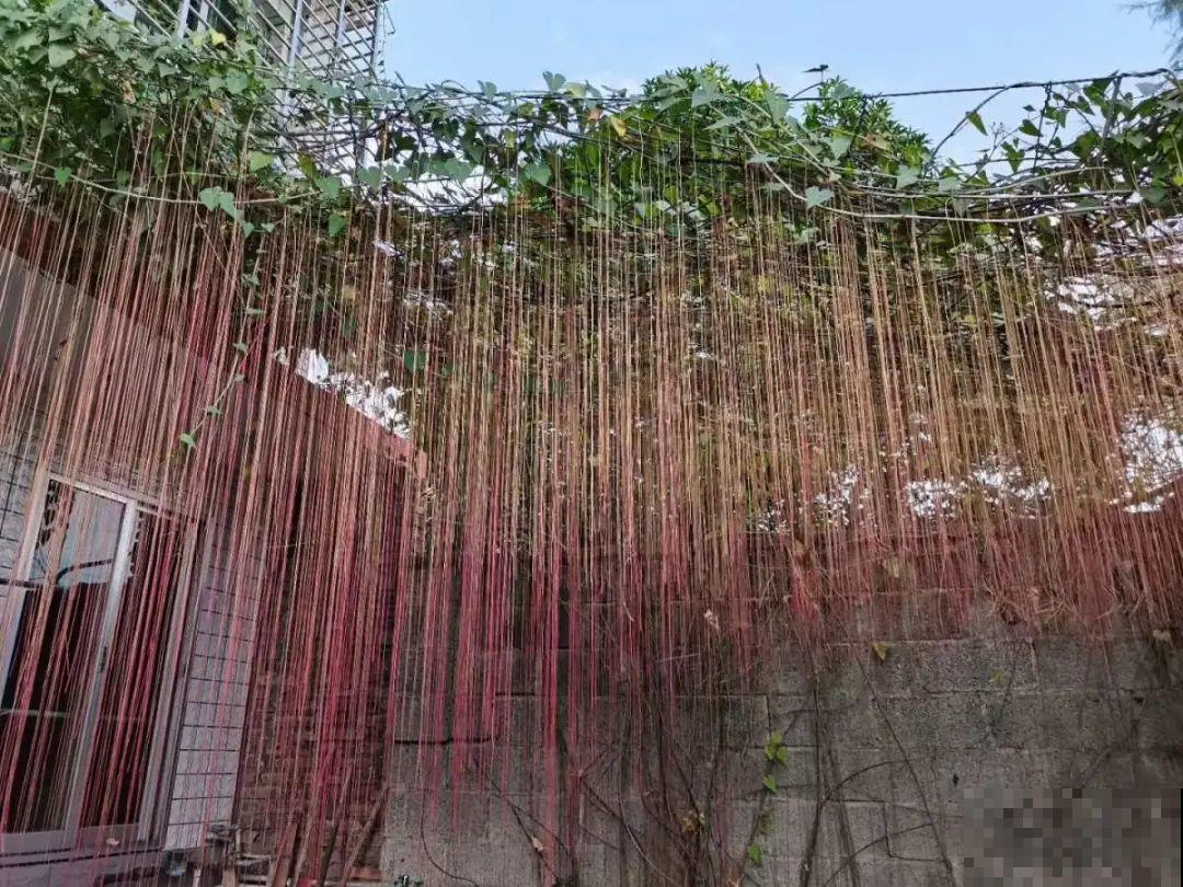 屋里种一棵爬藤花，夏天开花超旺，越热开花越多