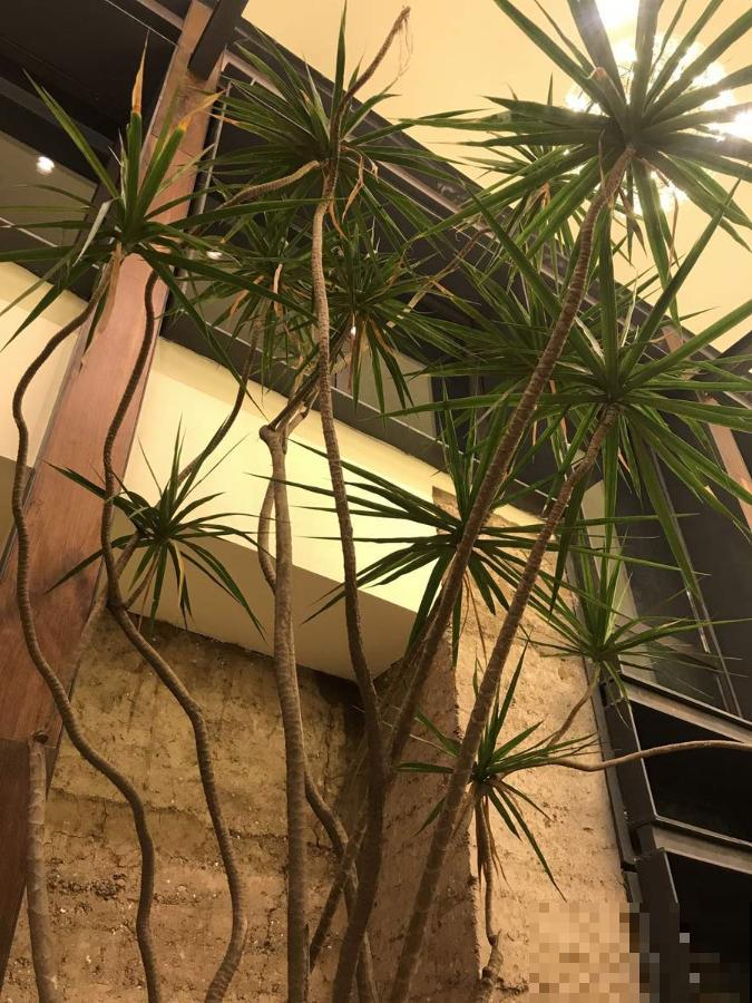 10种花越高越值钱,能长到2米,大高个霸气镇宅! 10种花越高越值钱,能长到2米,大高个霸气镇宅!