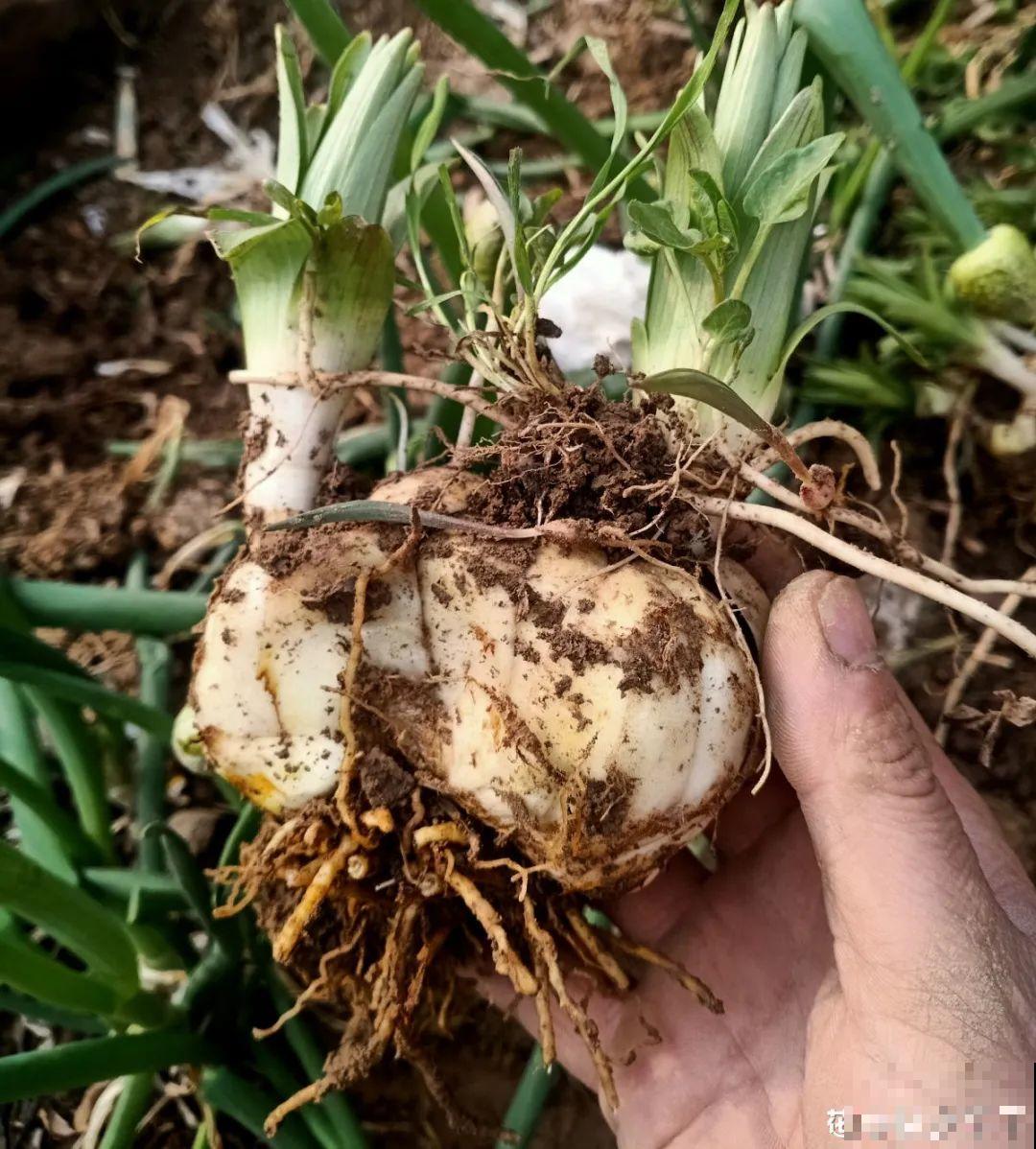 牡丹就得大花盆养，不然营养不够，很难开花