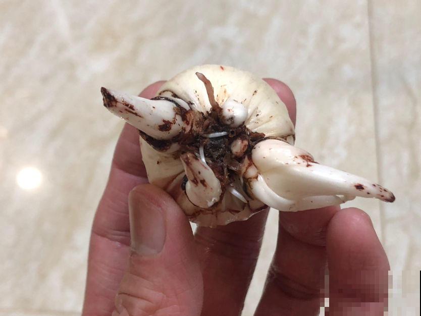 植物烂根不要怕,简单几步,就能妙手回春! 植物烂根不要怕,简单几步,就能妙手回春!