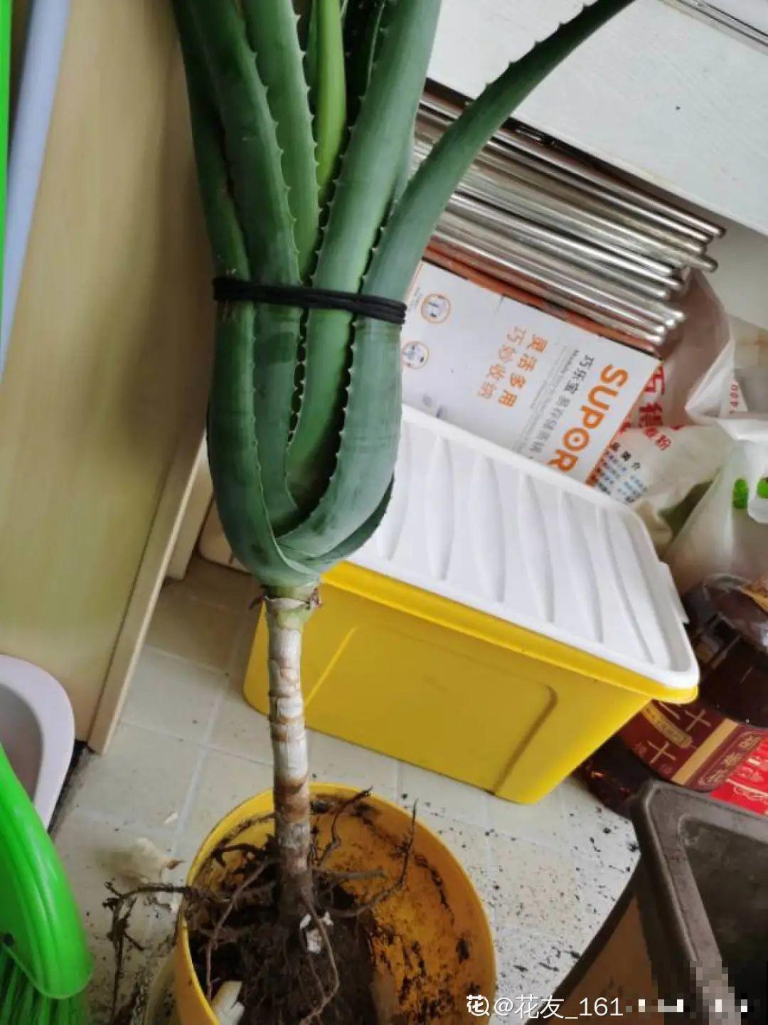 家里养盆镇宅花，越长越霸气，安全感十足