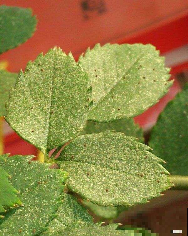 想在家里养花，先看看这5个忌讳，很多人都会犯！