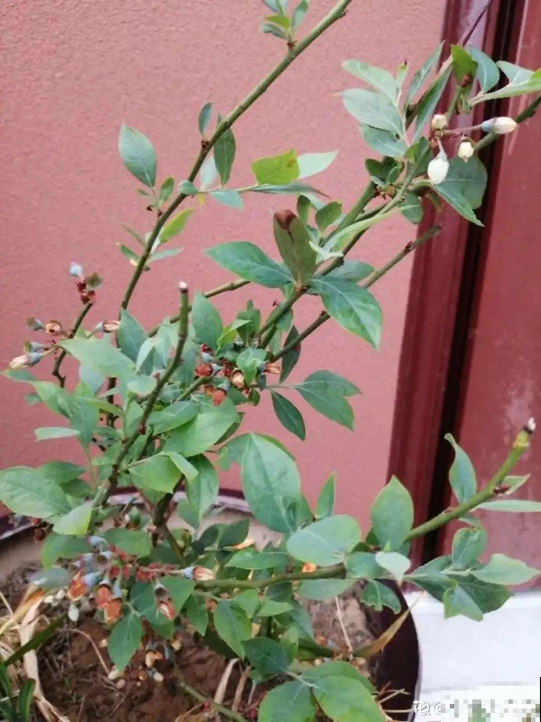 蓝莓自己在家也能种，果子结的一串串，营养价值特高