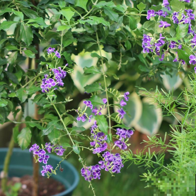带有巧克力香味的“美人花”,名叫蕾丝金露,皮实好养开花多 带有巧克力香味的“美人花”,名叫蕾丝金露,皮实好养开花多