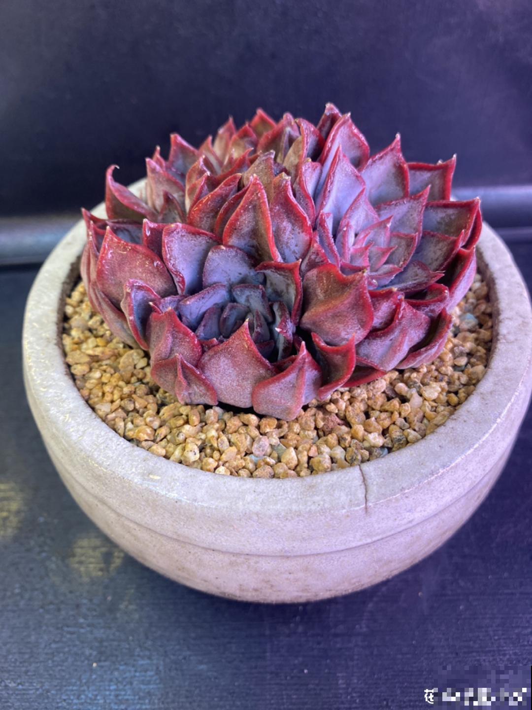 室内养多肉,也能养出水晶果冻色,任谁看到都说好 室内养多肉,也能养出水晶果冻色,任谁看到都说好