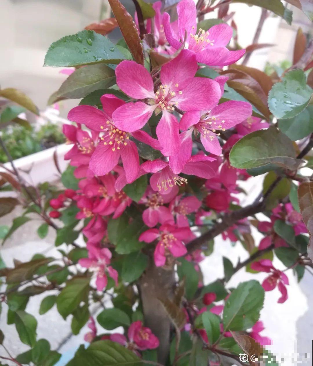 清明赏花，带上这份花卉图谱，变身行走的识花机器