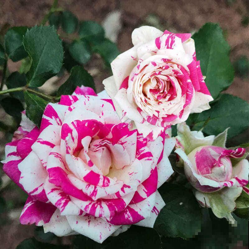 3种花购时不能贪便宜，很容易买到假货，还可能投诉无门