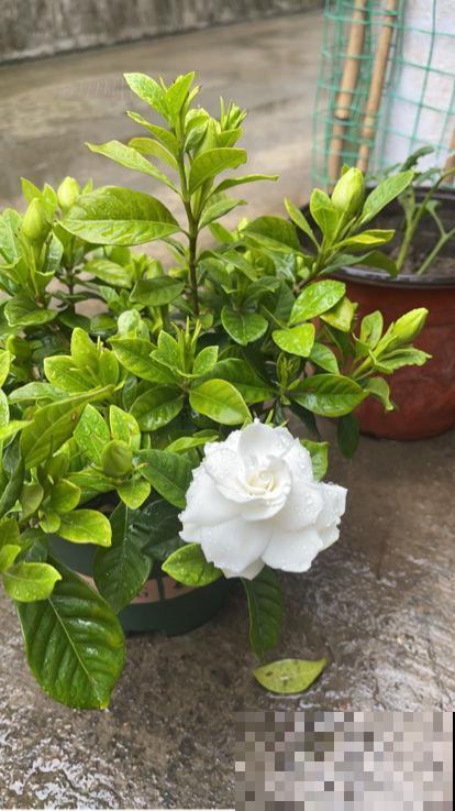 男士们都爱养的花，气质优雅不凡，养在家里很好看