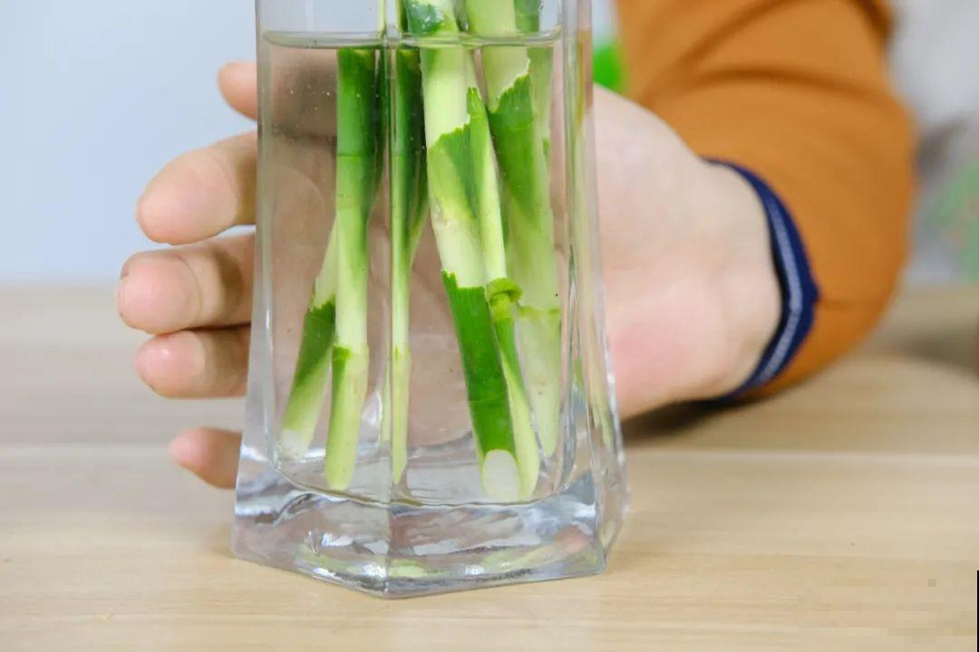 6种花夏天扦插,枝条剁8段、撒土里,3岁小孩都能插活! 6种花夏天扦插,枝条剁8段、撒土里,3岁小孩都能插活!