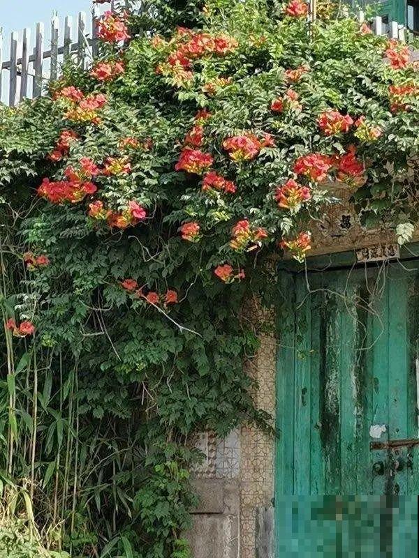 一棵旱金莲,开花又多又没,1年就能长成花墙! 一棵旱金莲,开花又多又没,1年就能长成花墙!