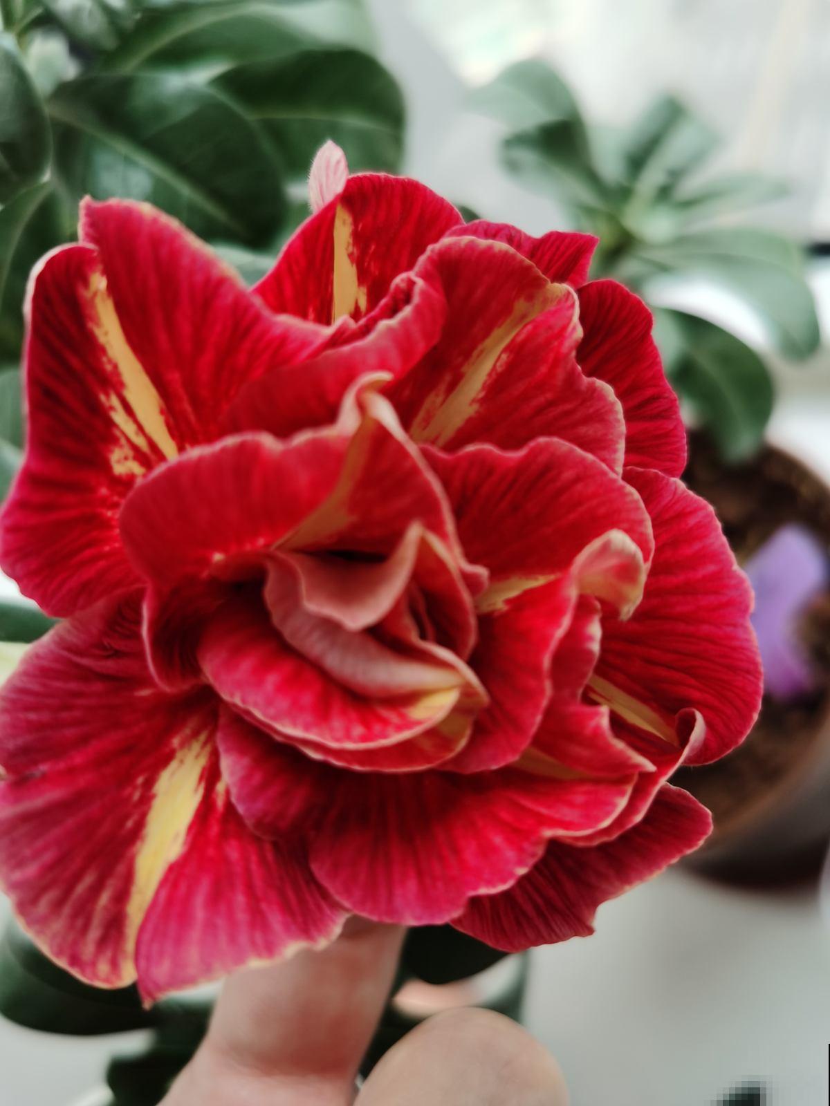 学校让孩子带盆花,可难坏了父母,到底带啥花好呢? 学校让孩子带盆花,可难坏了父母,到底带啥花好呢?