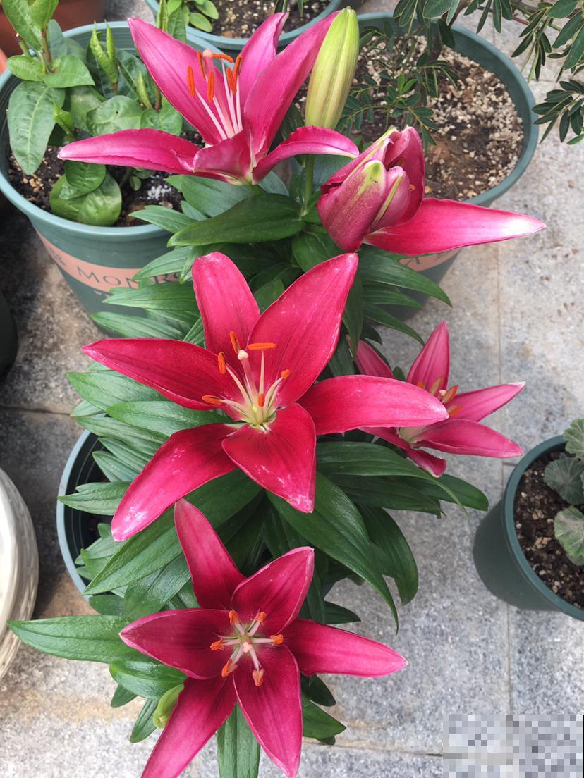 1种花名叫六出花，叶子像百合，花朵像杜鹃，真美！