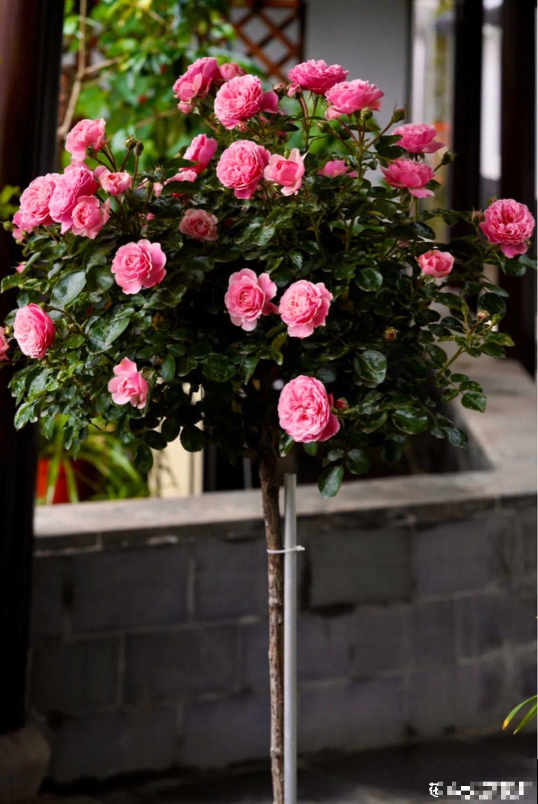 家里养盆香水花,满屋子飘香,还能净化空气 家里养盆香水花,满屋子飘香,还能净化空气