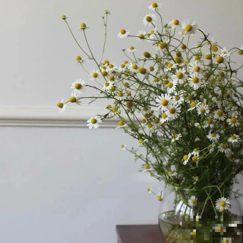 带有苹果香气的菊花，样子十分小清新，摘下来还能泡茶