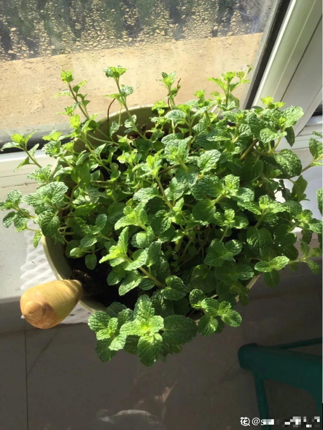 春天开始养薄荷, 等到天热了,爆出一大盆 春天开始养薄荷, 等到天热了,爆出一大盆