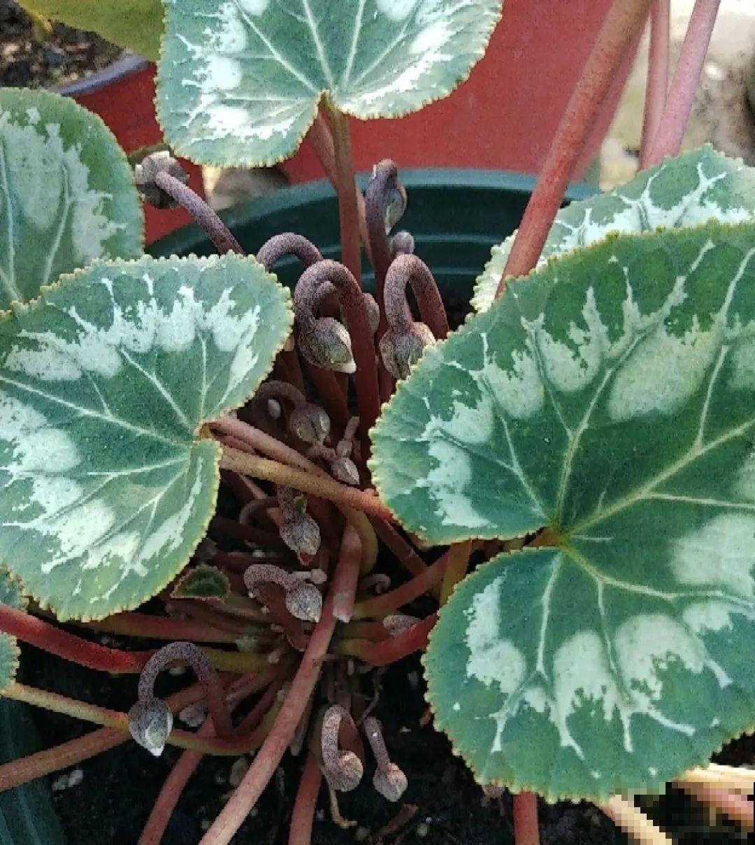 长寿开花后，要好好修剪，很快冒新芽