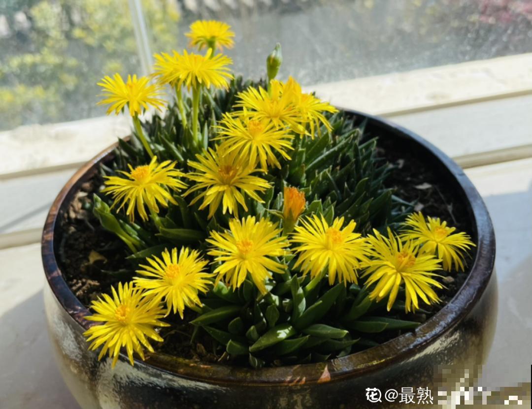 多肉开花不常见，但是颜值还挺高，你会不会剪掉？