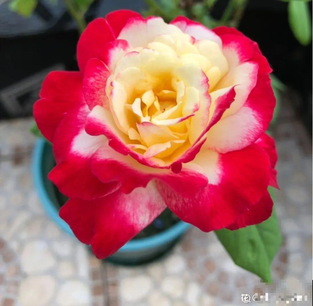 50种月季，各有各的美，哪一种是你的“菜”？