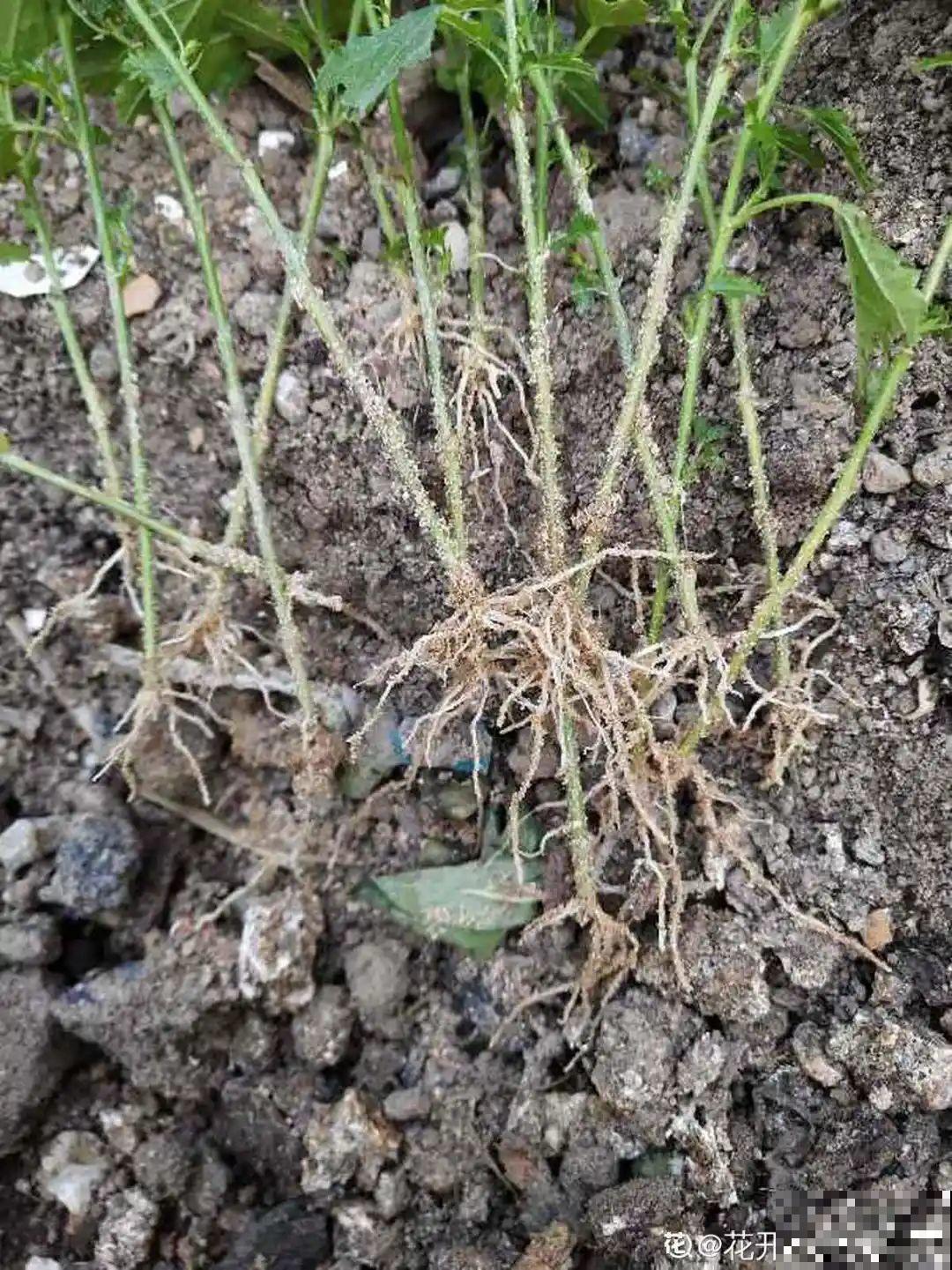 夏天扦插小木槿，半个月生根，养成棒棒糖开出花球