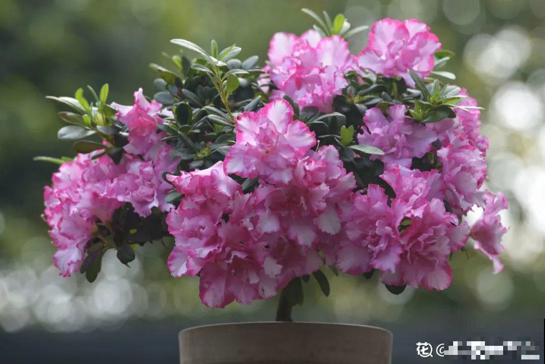 天热了，20种花最怕浇水，浇得越多，死得越快！