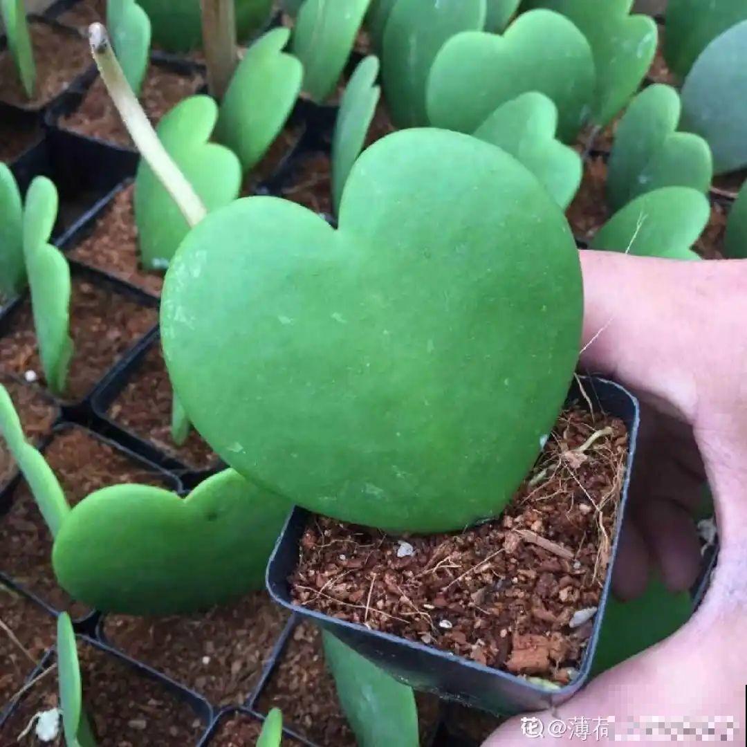 28种耐阴花，没光也能开爆盆，养在家里超有范儿