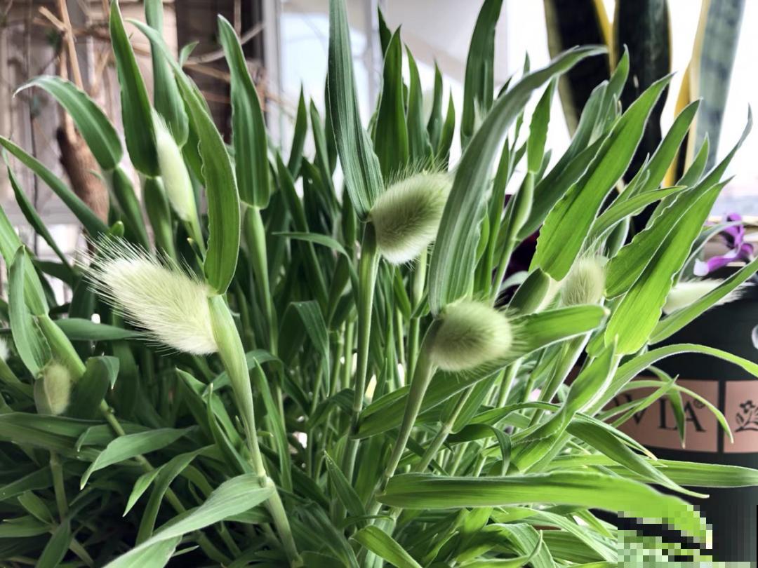 超可爱的小众花，有趣的人都在养，毛茸茸的特可爱