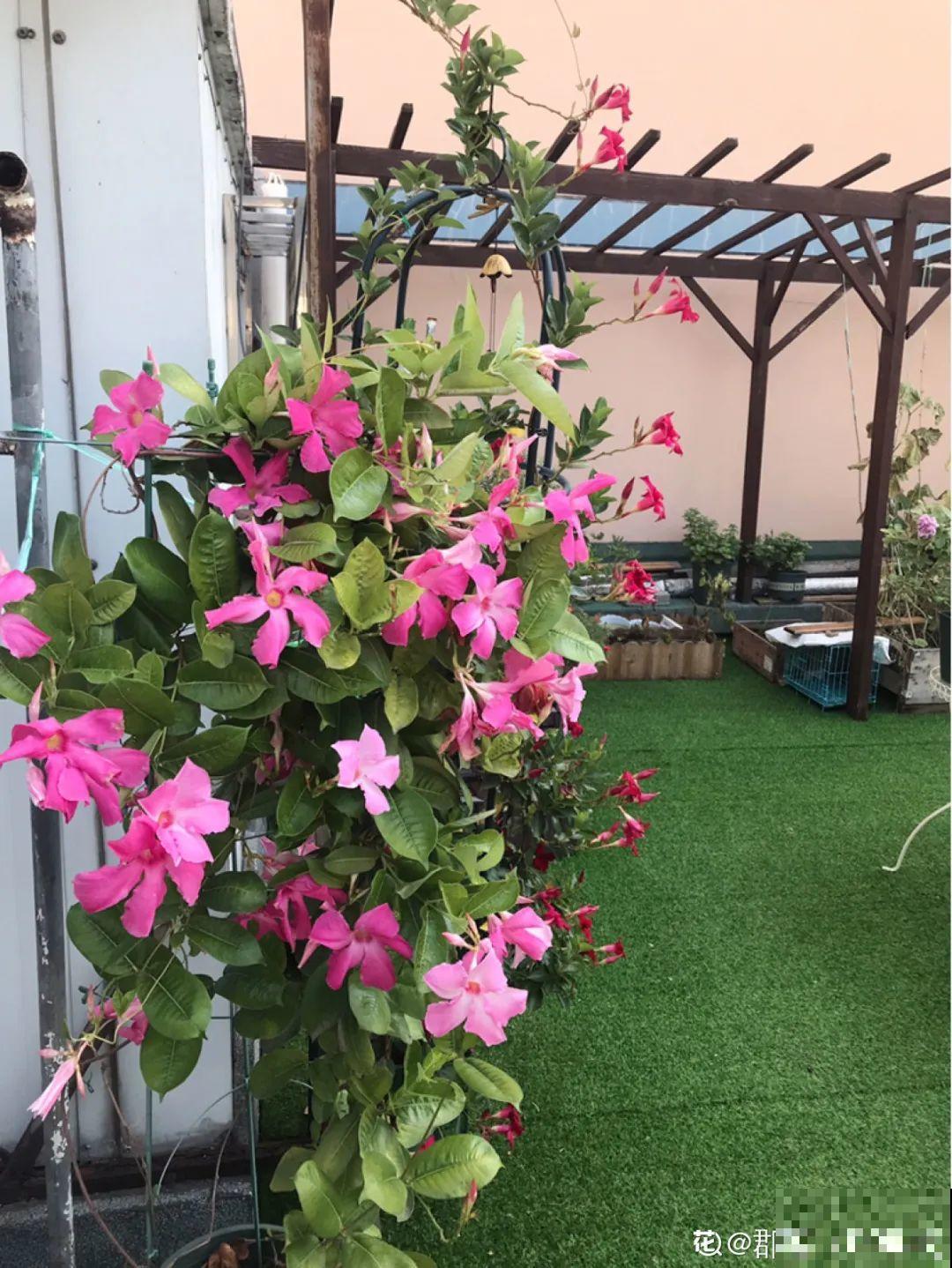 一棵旱金莲,开花又多又没,1年就能长成花墙! 一棵旱金莲,开花又多又没,1年就能长成花墙!