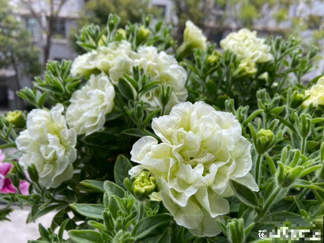 春天养盆绿色花,看着清爽干净,今年一定要养一盆 春天养盆绿色花,看着清爽干净,今年一定要养一盆