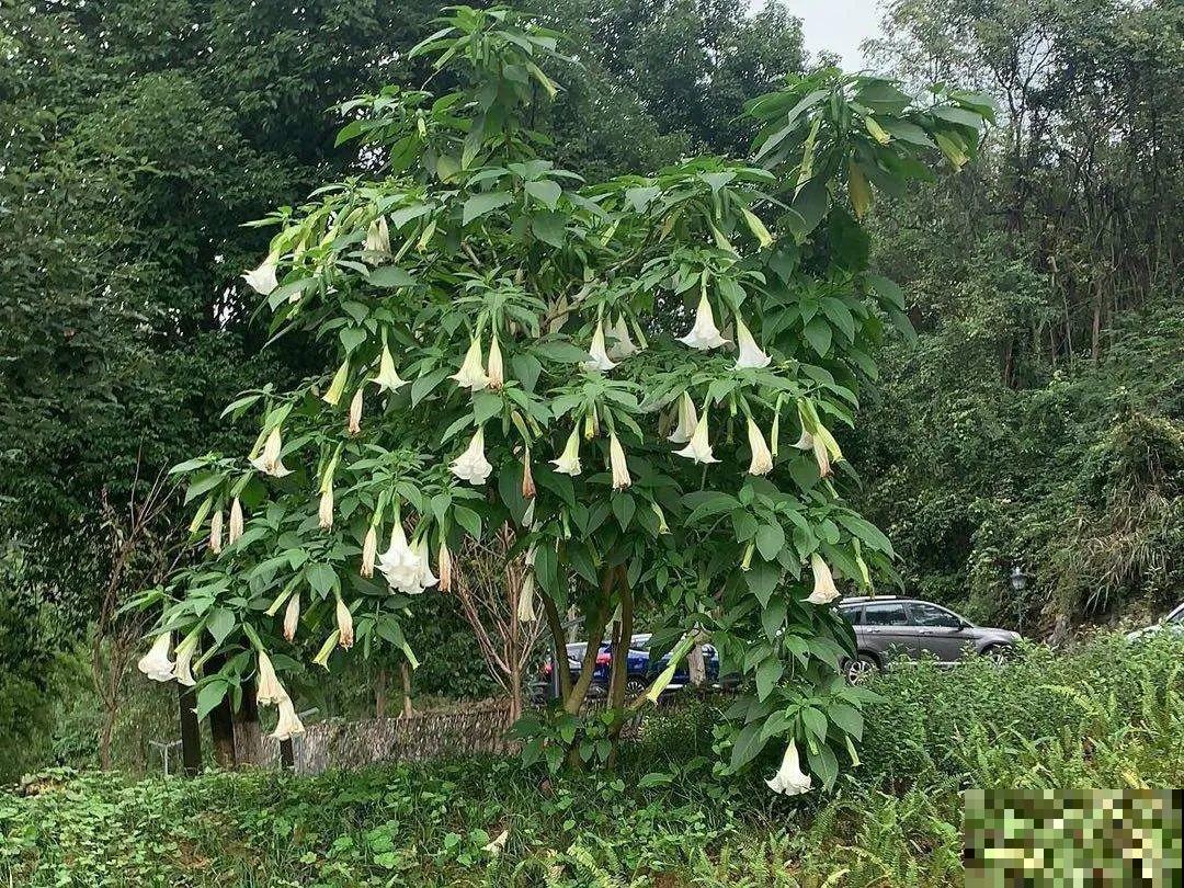 20种有毒花，看见绕道儿走，千万别乱摸