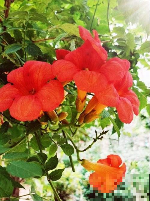 有院子养花要慎重,这3种不能随便养,很容易泛滥成灾 有院子养花要慎重,这3种不能随便养,很容易泛滥成灾