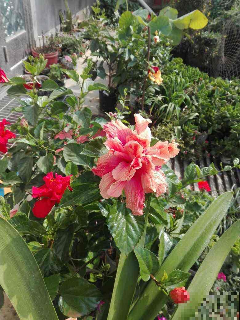 扶桑开花比拳头大，养护注意4点，花苞一个都不掉