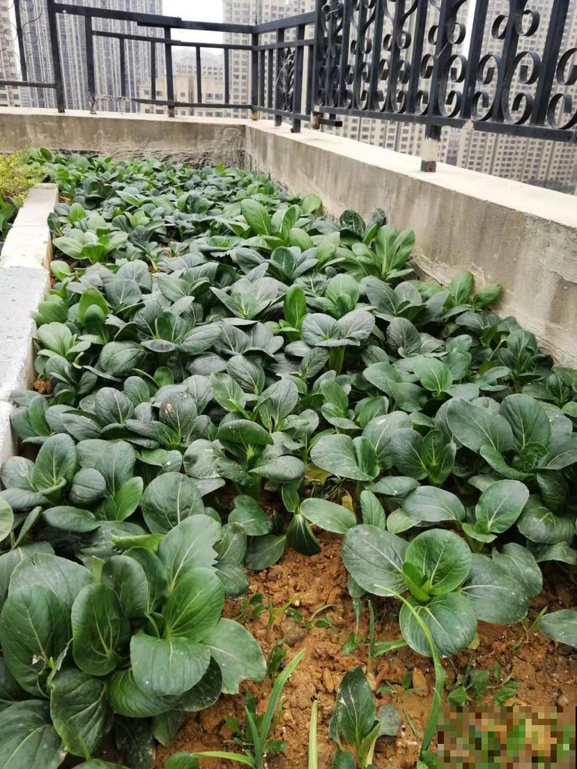 春季吃东西要注意,常见的酸性食物有两种,要少吃 春季吃东西要注意,常见的酸性食物有两种,要少吃