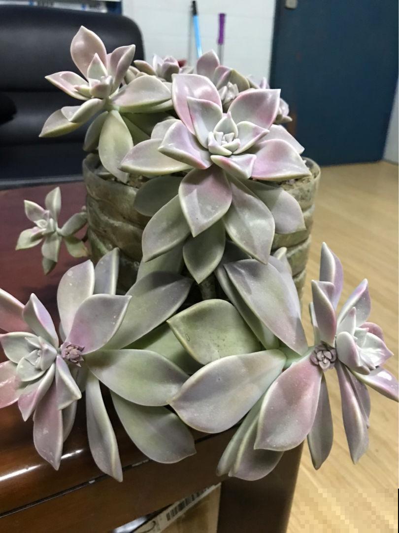 买了一盆冬美人，邻居说是胧月，真的太难区分了