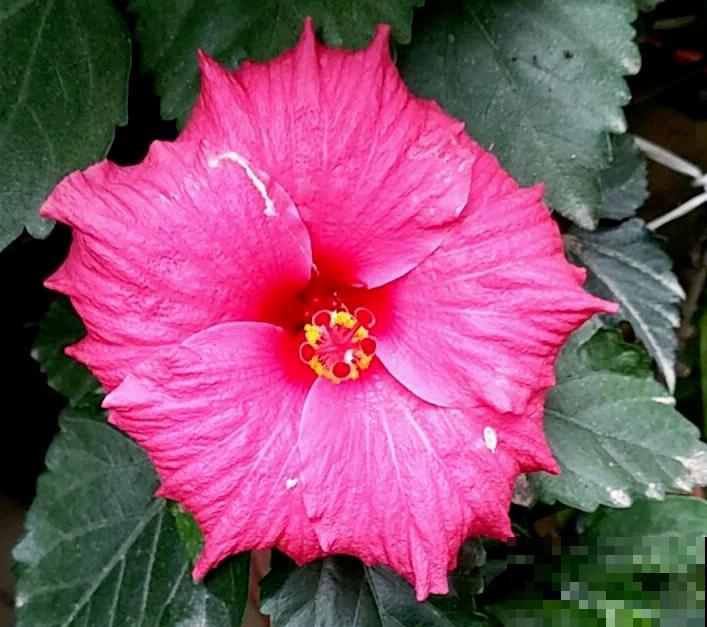 春天的花怎么拍都美,尤其是牡丹,雍容华贵让人一眼爱上 春天的花怎么拍都美,尤其是牡丹,雍容华贵让人一眼爱上