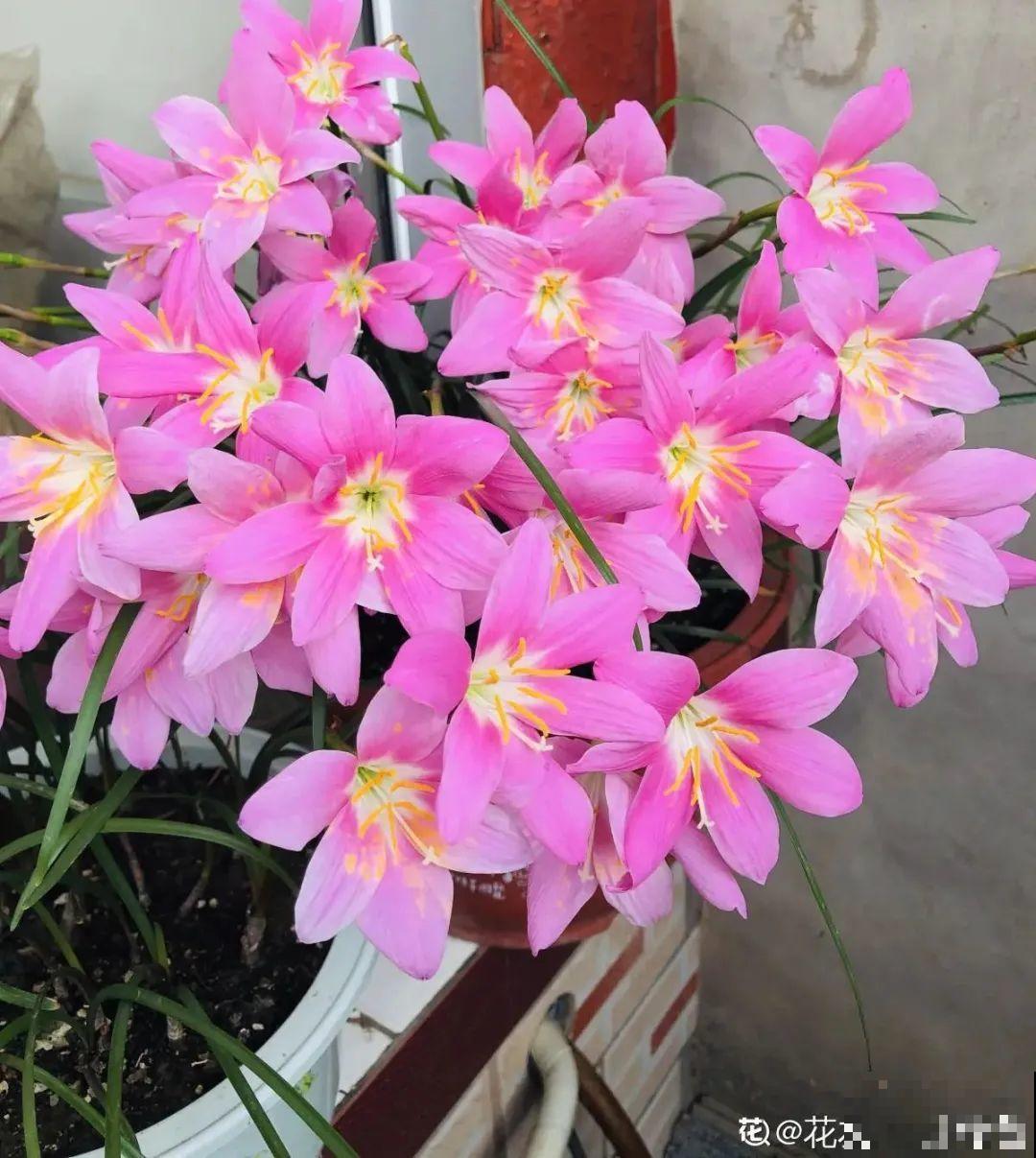 虐着养的花，剪成秃子，半月不浇水，呼呼开花