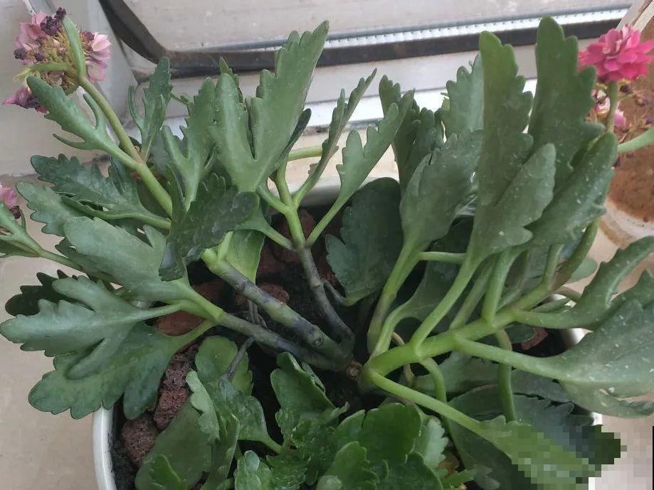 10种花夏天要休眠,必须控制浇水,不然全都浇死了 10种花夏天要休眠,必须控制浇水,不然全都浇死了