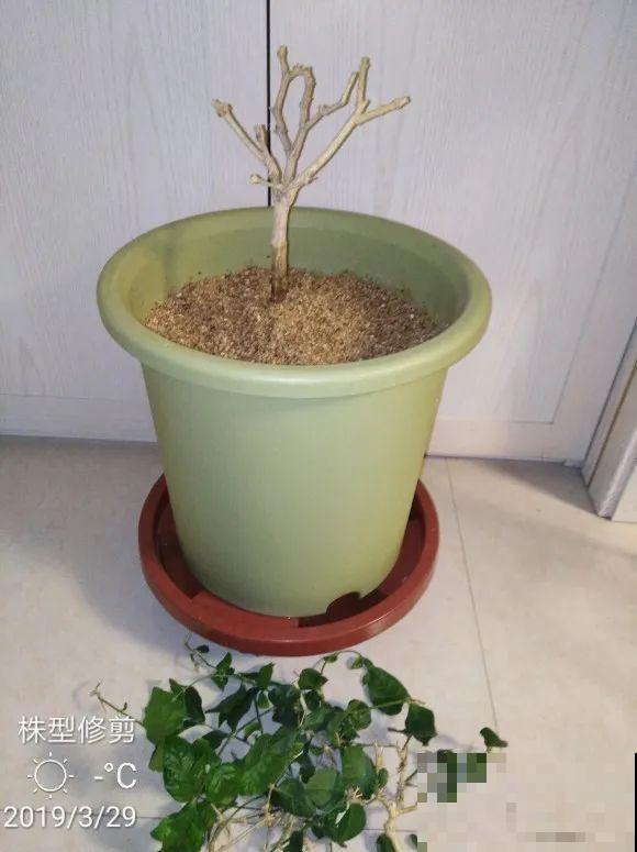 蝴蝶兰现在还不换盆，水苔容易发霉 ，越长越差劲