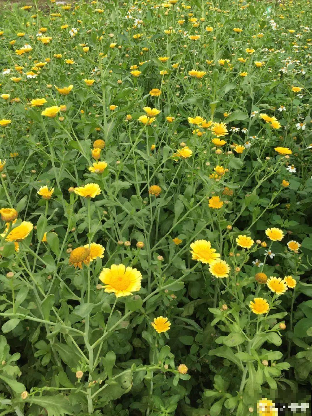 37摄氏度的院子，养这5种花，耐热耐晒开花多