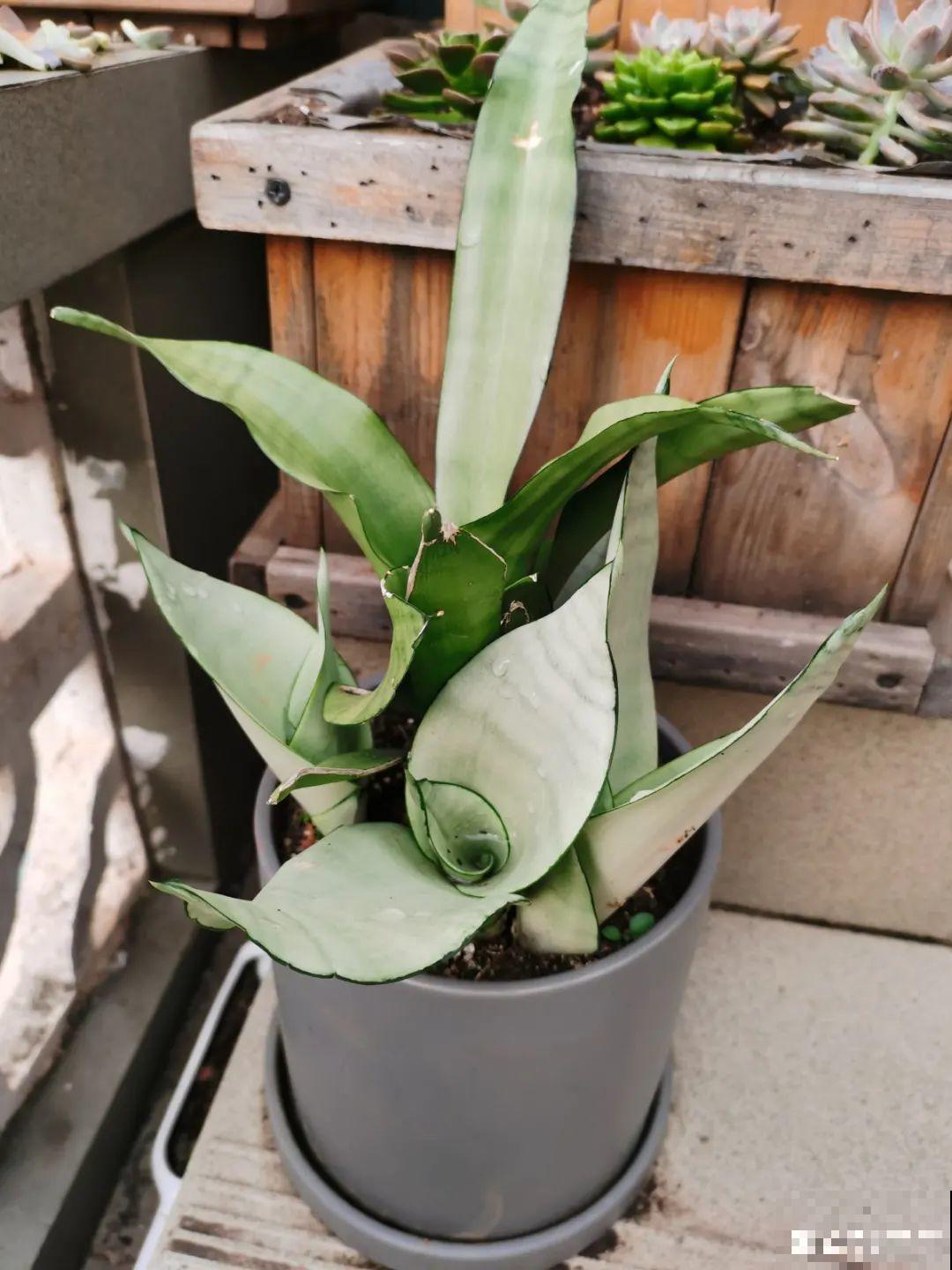 28种耐阴花，没光也能开爆盆，养在家里超有范儿